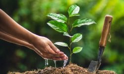 निजामतीसेवा दिवसमा वृक्षरोपण