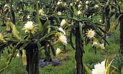 कोरियाको आम्दानी ‘ड्रागन फ्रुट’मा लगानी