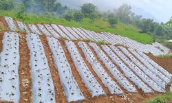 तनहुँमा पनि स्ट्रबेरीखेती