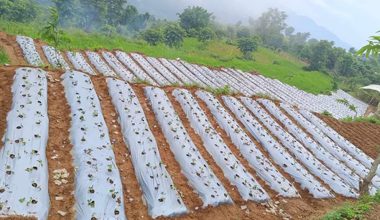 तनहुँमा पनि स्ट्रबेरीखेती