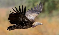 पोखरा आसपासमा गिद्धको सङ्ख्या २२ प्रतिशतले बढ्यो