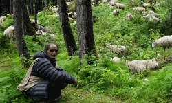 विदेशिए गोठाला, हराए गोठ