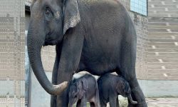 हात्तीबाट जुम्ल्याहा सन्तानको जन्म