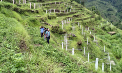 चक्लाबन्दीपछि बाँझो जग्गा हराभरा