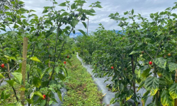 भोजपुरको अकबरे खुर्सानी तराई हुँदै काठमाडौंसम्म हुन्छ ढुवानी