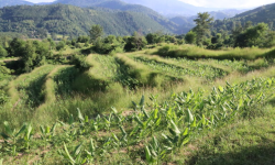 चार युवा मिलेर सुरु गरे व्यावसायिक बेसारखेती