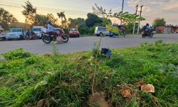 नेपालगञ्जको सडकमा रोपिए जकरान्दाको बिरुवा