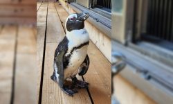 हराएको पेन्गुइन दुई हप्तापछि फेला