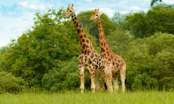 के जिराफ पनि लोप हुँदैछ ?