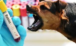 रेविज लागेको कुकुरले टोक्दा १२ जना घाइते