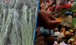 आज कुशे औँसी, घर–घरमा कुश भित्र्याइँदै