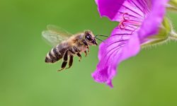 मौरीको टोकाइबाट उपचार !