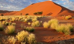 वन्यजन्तु मार्न आदेश  दिने देश !