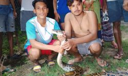 उखुबारीबाट ब्रुमाइज पाइथान (अजिङ्गर)को उद्धार