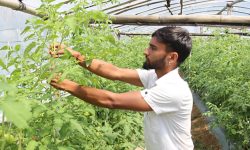 सागसब्जीखेतीबाटै दैनिक १० हजार कमाई