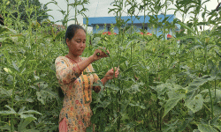 तरकारीखेतीबाटै छोराछोरीलाई डाक्टर र इन्जिनियर पढाउँदै उर्मिला