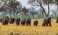 जिम्बावे २ सय हात्ती मार्दैछ, किन ? 