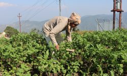 नब्बे वर्षको उमेरमा कृषि र पशुपालनमा सक्रिय