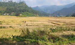 ‘जोरायली बासमती धान’ डोटीको पहिचान