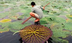 लोप हुँदै मखानखेती