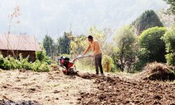 पाल्न छोडे किसानले हल गोरु, आधुनिक हलोले जोत्छन् खेतबारी