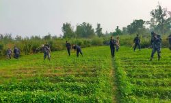 पर्साका ग्रामीण भेगमा गाँजाखेती फस्टायो