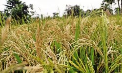 ‘डर्टी पेनिकल’रोगले धान बालीमा क्षति