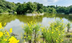 पर्यटक लोभ्याउने सिरहाको ‘गोसाइ डाँडा ताल’