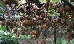 डोटीमा किबीखेती विस्तार गरिँदै