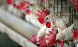 जापानमा बर्डफ्लु सङ्क्रमणपछि उच्च सतर्कता