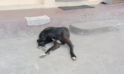 इलाम बजारमा छाडा कुकुरले दुर्घटना बढाउँदै