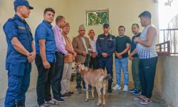 दसैँका लागि कैदीबन्दीलाई खसी र नगद