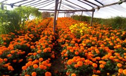 चितवनमा सयपत्री फूलखेती गर्ने घटे