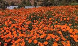 चितवनमा फूल आयात रोक्न माग