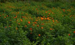 चालीस रोपनी जग्गामा सयपत्री फूलखेती