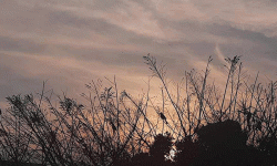 विगत ५० वर्षमा ७३ प्रतिशत घटे जिवजन्तु