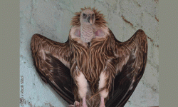 आज गिद्धे एकादशी (पापांकुशा एकादशी)