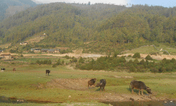 आन्तरिक पर्यटकको रोजाइमा ढोरपाटन शिकार आरक्ष