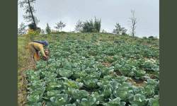 जैविक सागसब्जी उत्पादनमा रमाउँदै महिला