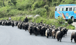 च्याङ्ग्रा व्यापारीको यात्रा : रारादेखि फेवा तालसम्म