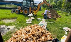 गम्बोरोले पाँच हजार बढी कुखुरा मरे