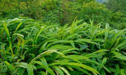 अलैँचीको उत्पादन घट्यो, मूल्य बढ्यो