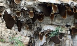 भीरमौरीको घट्दो सङ्ख्या, मह सिकारको परम्परा संकटमा 