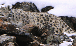 सन्दर्भ हिउँ चितुवा दिवस : जलवायु परिवर्तनले हिउँ चितुवाको बासस्थानमा चुनौती