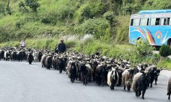 हुम्ला आउन छोडे चिनियाँ च्याङ्ग्रा