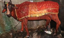 गुप्तेश्वर गुफाको आम्दानीको स्रोत कामधेनु गाई