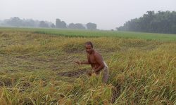 सुनसरीमा किसान भन्छन् : ‘यसपटकको दसैँ दशा भएर आयो’