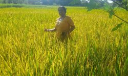 पसाउन लागेका धानको बोट सुक्न थालेपछि पाल्पाका कृषक चिन्तित