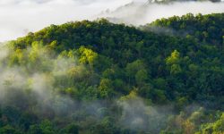 वन जोगाउने संकल्प पूरा भएन…