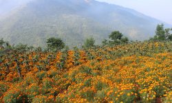 ड्रागन फ्रुटसँगै सयपत्री फूलको खेती